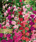 1500 Seeds Mountain Garland Clarkia Mix - GroCo - Colorful Annual Wildflower Seeds for Gardens and Landscapes