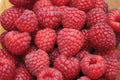 Nova Red Raspberry Plant Starter - Live Rooted - Mid-Summer Bearing - Rubus idaeus - Zones 3-8 - Medium to Large Berries