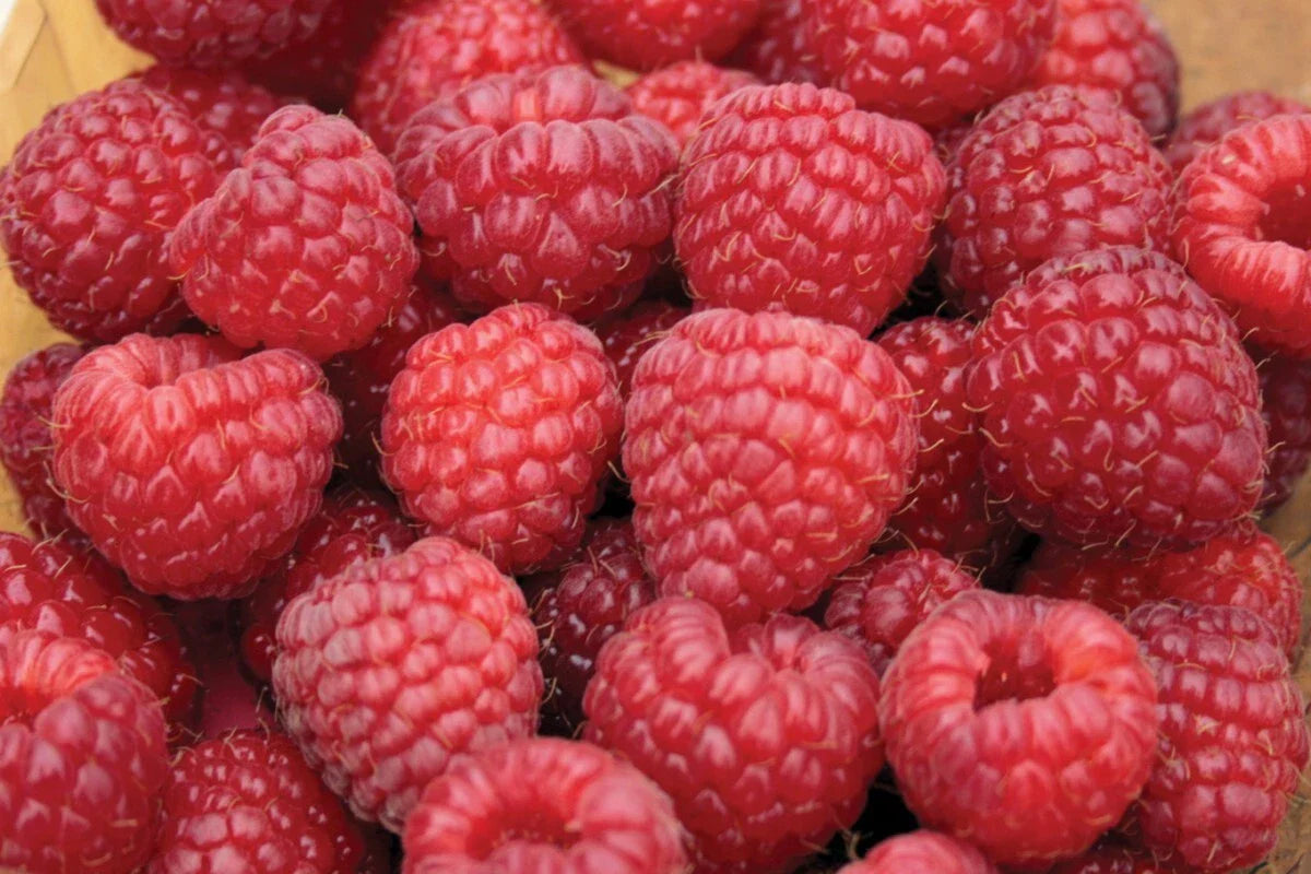 Nova Red Raspberry Plant Starter - Live Rooted - Mid-Summer Bearing - Rubus idaeus - Zones 3-8 - Medium to Large Berries
