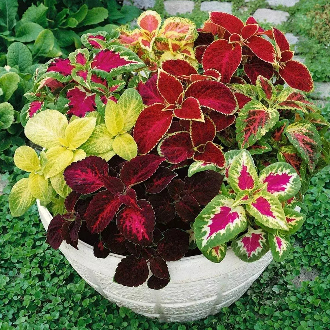 Coleus Seeds - 500 Count - Jazz Combo Mix - Coleus blumei