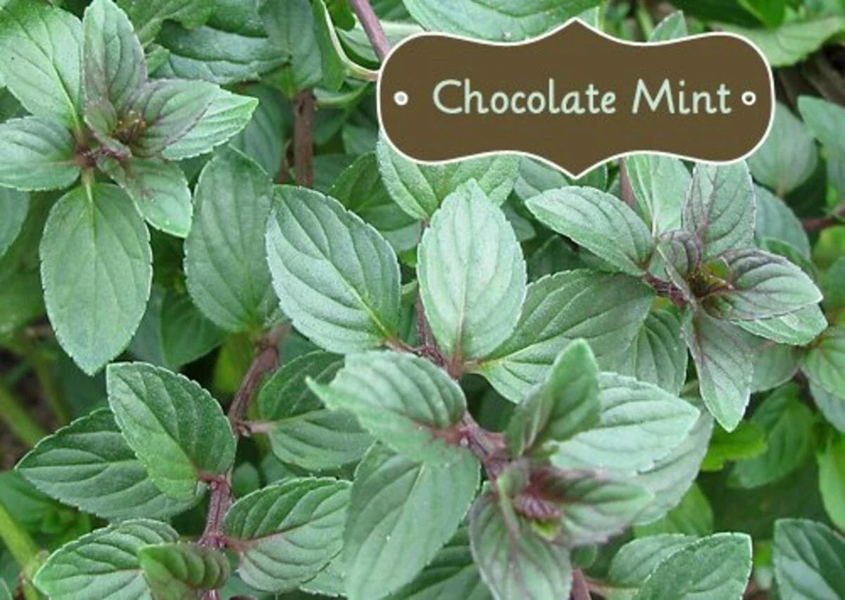 Organic Chocolate Mint Starter Plant - Live Herb - Mentha x piperita 'Chocolate' - Fresh Culinary Flavor