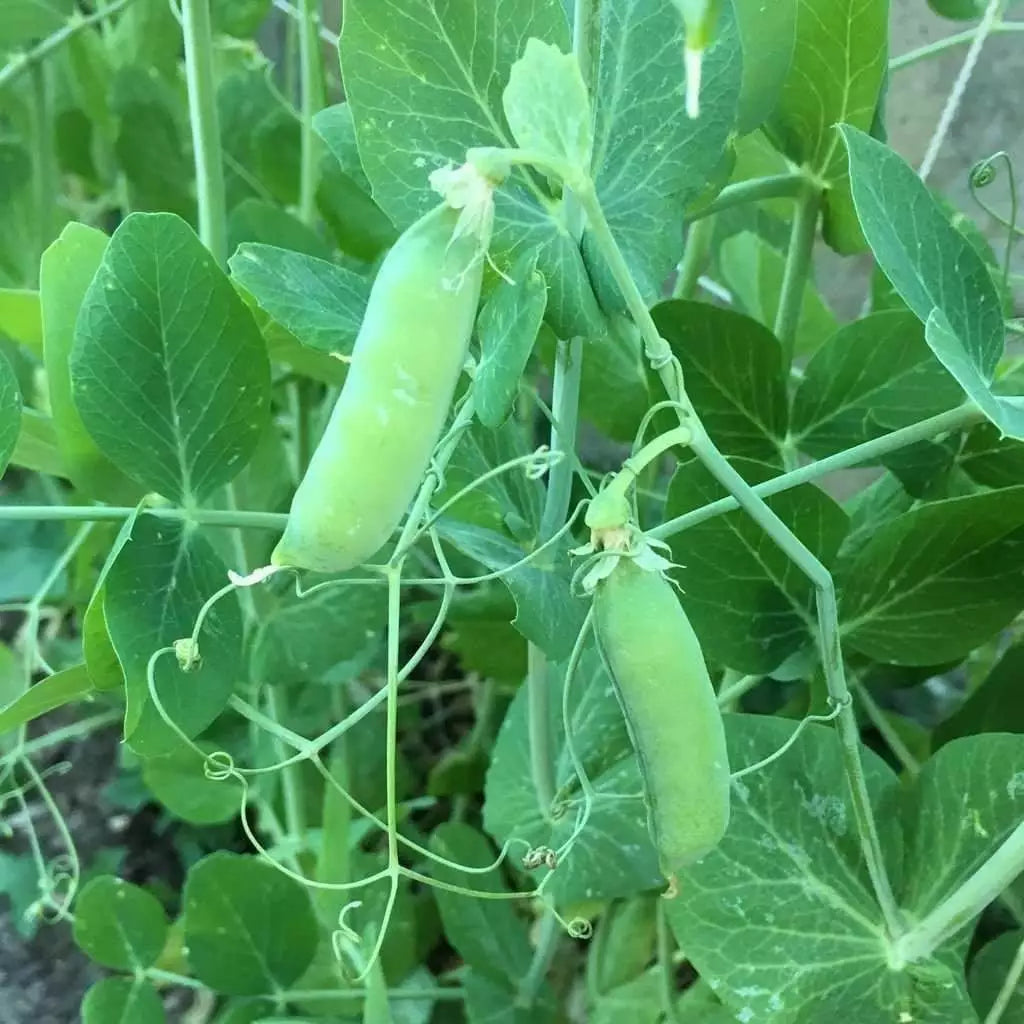 Pea Seeds 25 Ct Early Alaska Heirloom Non-GMO Vegetable Garden USA
