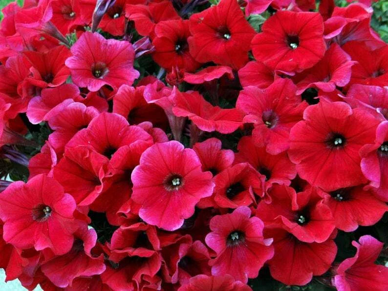 Petunia Seeds - 50 Bright Red Seeds for Containers, Hanging Baskets, and Windows - Petunia x hybrida