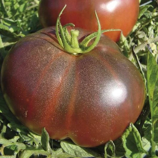 Black Krim Tomato Seeds - 100 Non-GMO Heirloom Seeds for Planting (Solanum lycopersicum)