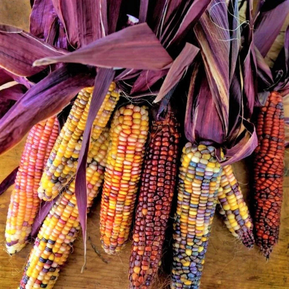 Seneca Red Stalker Ornamental Corn Seeds | Purple Red Husk Dent Indian Seed | 2025