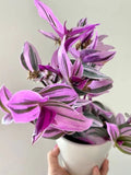 Tradescantia Nanouk Bubblegum Pink - 4” Live Rooted Houseplant - Colorful Wandering Jew Plant