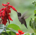 Scarlet Sage Seeds - Red Hummingbirds Annual/Perennial - Salvia splendens - 100 Count