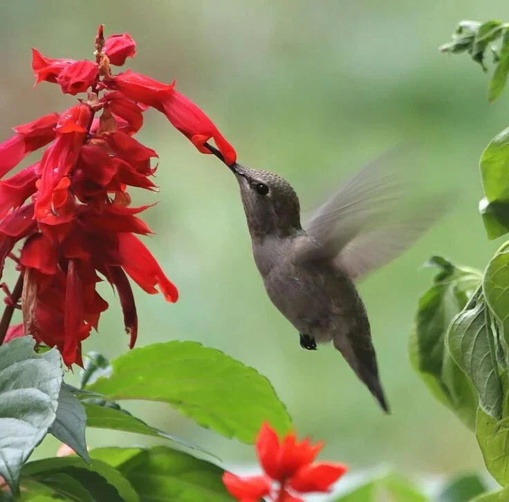 Scarlet Sage Seeds - Red Hummingbirds Annual/Perennial - Salvia splendens - 100 Count