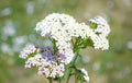 White Yarrow Flower Seeds 1000 Seeds Achillea Millefolium Perennial Herb Garden Plant