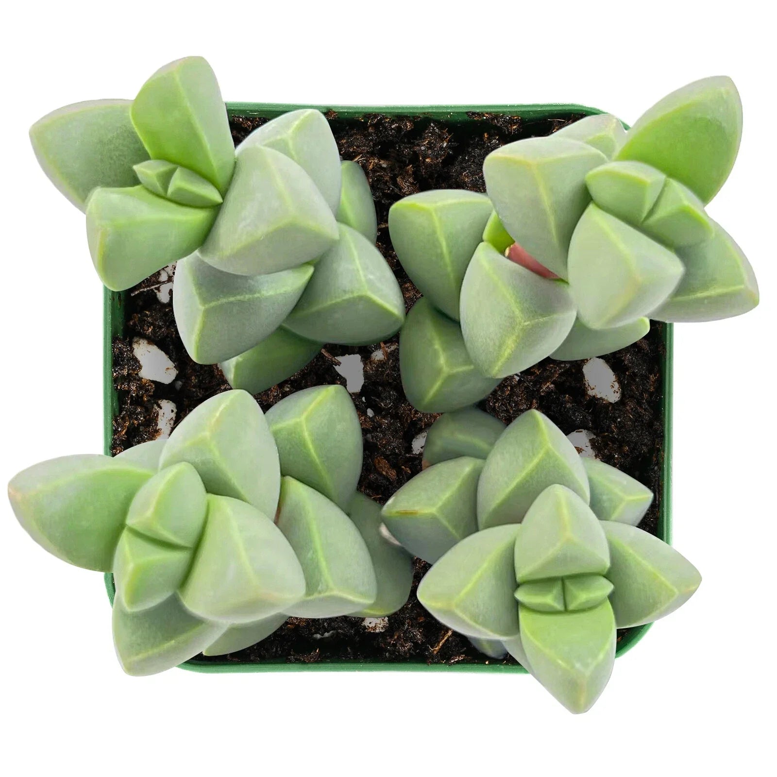 Live Fresh Succulent Plant - Corpuscularia Lehmannii & Ice Astridia Velutina Brocade - Unique Varieties for Home Decor