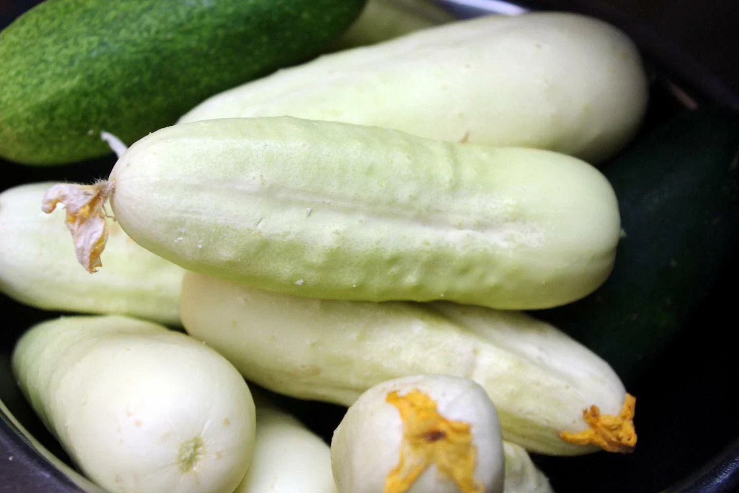 White Wonder Cucumber Seeds - Ivory King, White Albino, NON-GMO, Heirloom Variety, Organic Gardening