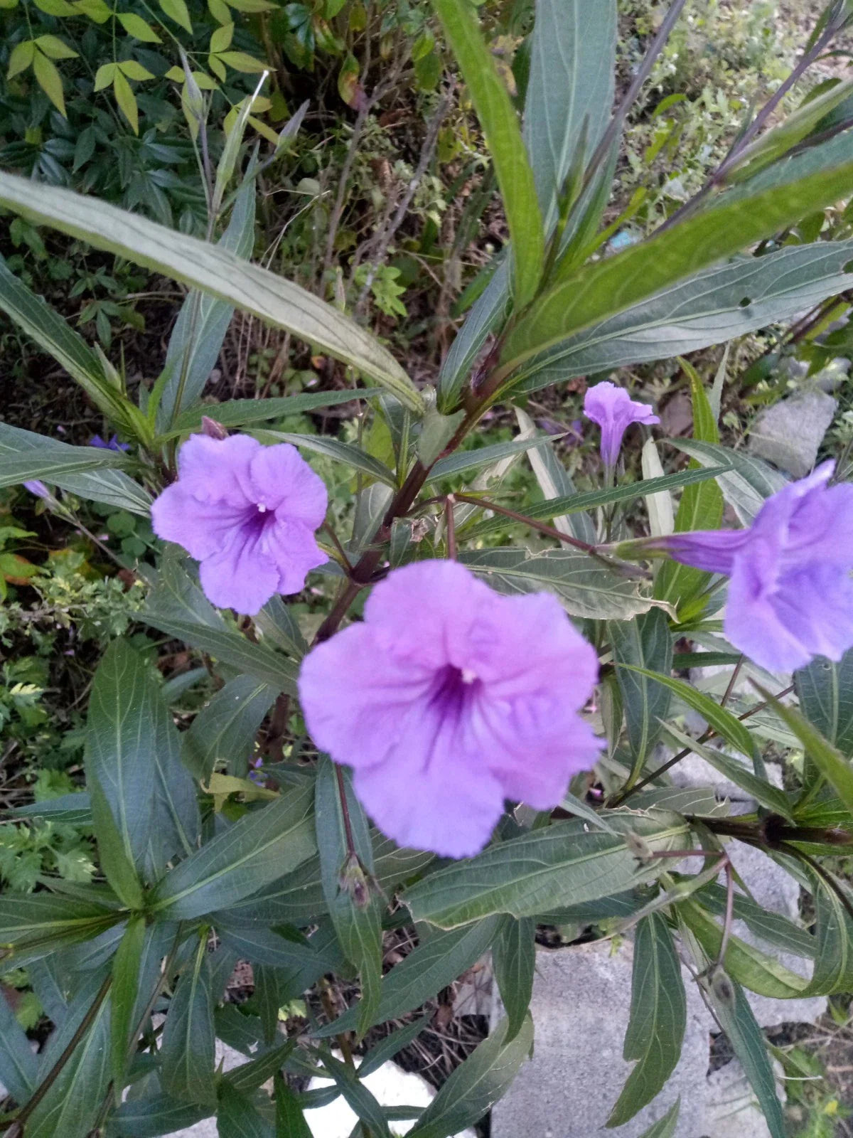 Purple Showers Mexican Petunia Cuttings - 15" Ruellia Simplex Rooted Plants for Garden or Container