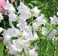 White Peach Leaf Bellflower Seeds, 255 Seeds, Large Flowers, Campanula persicifolia