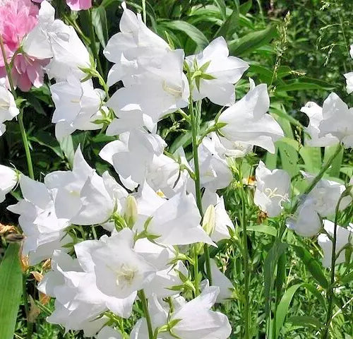 White Peach Leaf Bellflower Seeds, 255 Seeds, Large Flowers, Campanula persicifolia