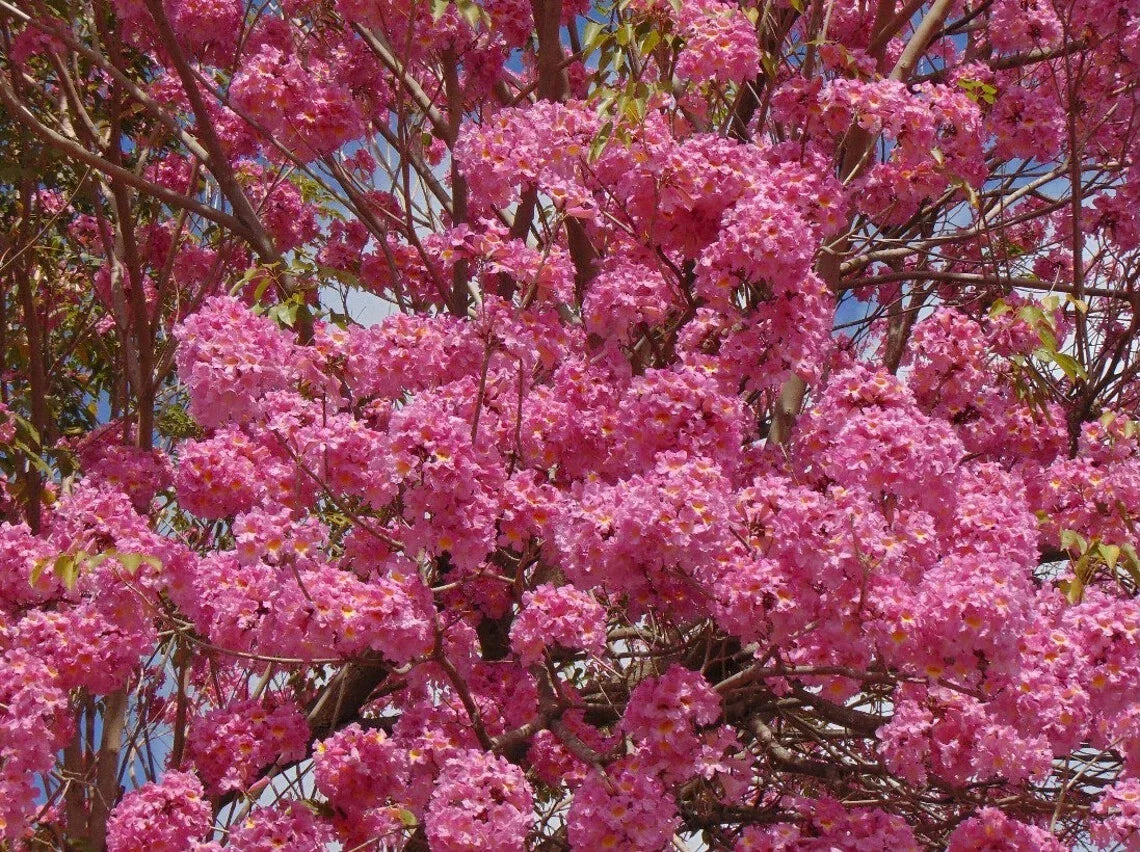 Tabebuia Trumpet Tree Starter Plant 24”-36” - Tabebuia heterophylla - Rooted Plant for Gardens and Landscaping