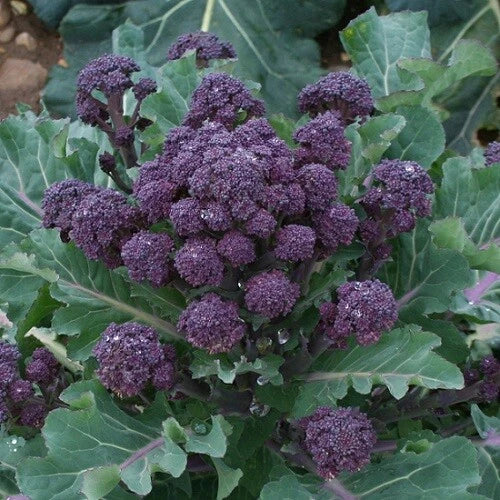 Purple Sprouting Broccoli Seeds - 300 to 4,000 Bulk Non-GMO Cold Hardy Variety - Brassica oleracea