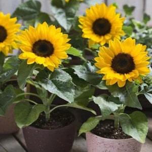 Dwarf Sunspot Sunflower Seeds - Compact Variety, NON-GMO, Helianthus annuus, Free Shipping