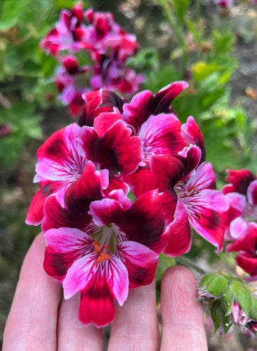 Pelargonium Fancy Regal Geranium 6" Live Plant Cutting Pink Burgundy Stripe