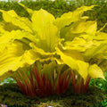 Hosta Plant Roots - Lipstick Blonde - Yellow Foliage & Lavender Flowers - 3 Bare Roots - Hosta 'Lipstick Blonde' - Zones 3-9
