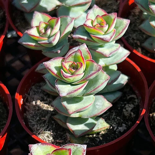 Live Crassula Perforata Succulent Plant in 4'' Planter - Pistachio Green with Pink Edges - Crassula perforata subsp. perforata