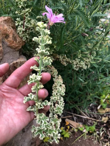 Rare Variegated Pelargonium Geranium Cuttings 3x6" - Compact Ruffled Leaves, Pink Flowers, Live Plant Starter