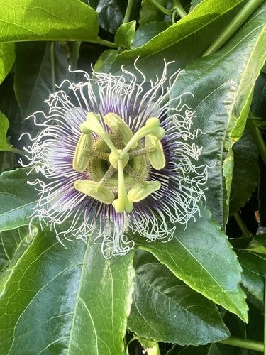 Purple Possum Passion Fruit Starter Plant - Live Rooted Plant - Edible Fruit - Passiflora edulis var. purple