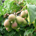 Dormant Kiwi Plant - Female Anna Variety - Actinidia arguta 'Anna' - Live Starter Plant for Zones 4-9 - Non-Pesticide Grown