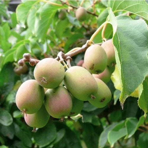 Dormant Kiwi Plant - Female Anna Variety - Actinidia arguta 'Anna' - Live Starter Plant for Zones 4-9 - Non-Pesticide Grown