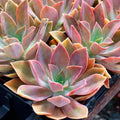 Rare Graptoveria Dusty Succulent 3-Inch Live Plant Fred Ives' (Graptopetalum paraguayense × Echeveria gibbiflora)