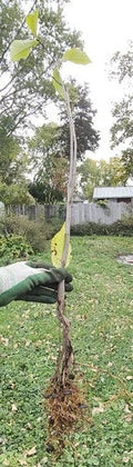 Pawpaw Seedlings - 2-Year-Old Trees, Air Pruned, Asimina triloba