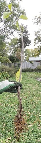 Pawpaw Seedlings - 2-Year-Old Trees, Air Pruned, Asimina triloba