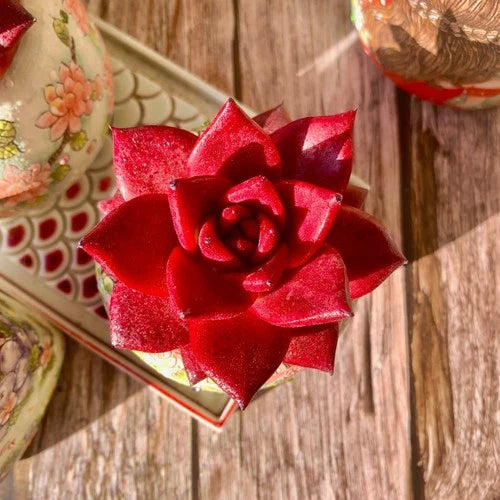 Rare Succulent Plant Set - Echeveria Agavoides v Romeo Rubin - Compact Ruby Red Rosette - Easy Care Live Succulent
