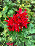 Pelargonium Geranium 6" Live Plant Cutting Red Spiky Bloom Cluster Rare