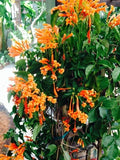 Phyrostegia Vine Starter Plant - Florida Flame - Rooted Hummingbird Attractor - Phyrostegia venusta