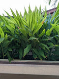 Myoga Ginger Live Roots - 2 oz. Fresh Myoga Root (Zingiber mioga) - Harvested Upon Ordering from Hawaii