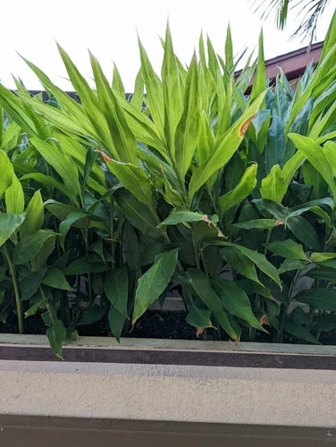 Myoga Ginger Live Roots - 2 oz. Fresh Myoga Root (Zingiber mioga) - Harvested Upon Ordering from Hawaii