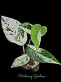 Epipremnum Pinnatum Marble Variegated Plant 4" Pot - Rooted Indoor Houseplant, Ideal for Moss Pole Support