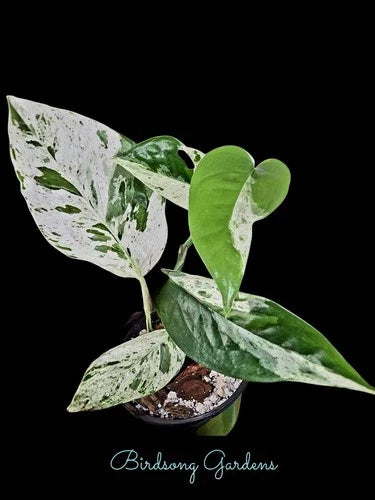 Epipremnum Pinnatum Marble Variegated Plant 4" Pot - Rooted Indoor Houseplant, Ideal for Moss Pole Support