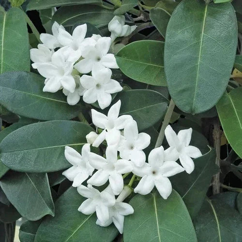 Madagascar Jasmine Starter Plant - Small Rooted Green Leaf Stephanotis - Fragrant Indoor Flowering Plant (Stephanotis floribunda)