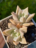 Rare Succulent Graptopetalum 2-Head Pink Live Plant 2.5-Inch Rooted Decor Gift