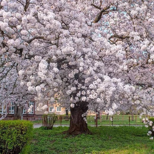 Yoshino Cherry Tree 2ft Bare Root Beautiful Flowering Tree Prunus x yedoensis, Almond-Scented Pink Blossoms, Attracts Wildlife