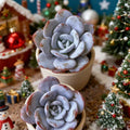 Echeveria laui Live Succulent Plant - Rare Powdery Echeveria, Bare Root for Home or Office Decoration