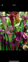 Sarracenia Bare Root Rhizomes - Carnivorous Plants - Variety Mix - Sarracenia spp.
