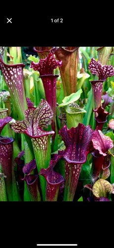 Sarracenia Bare Root Rhizomes - Carnivorous Plants - Variety Mix - Sarracenia spp.