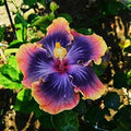 Madagascar Hibiscus Starter Live Plant 3-5 inches Hibiscus moscheutos Mallow Malvaceae US Shipping