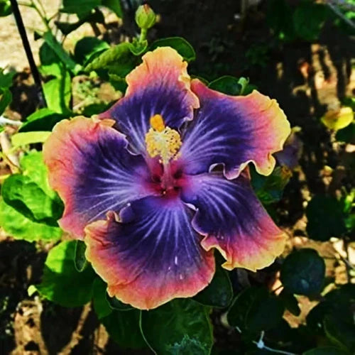 Madagascar Hibiscus Starter Live Plant 3-5 inches Hibiscus moscheutos Mallow Malvaceae US Shipping