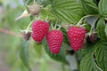 Live Starter Plant Tulameen Red Raspberry - Xtra Large Berries - Self-Pollinating - Zones 5-9 - High Yield Raspberry Plant