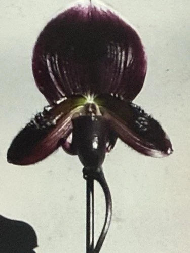 Orchid Plant 2" Bud Paph Magic Cherry x Voodoo Magic x M Cherry x Hsin Rain - Exotic Orchid for Pro Growers