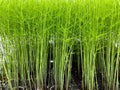 9-Pack Mary Washington Asparagus Plant Plugs - Heirloom Perennial Vegetable (Asparagus officinalis) - Free Shipping