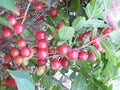 Dormant Nanking Cherry Bush Plant, Rooted, Prunus tomentosa, Red Fruit, Zones 4-8, Edible Tart Fruit for Fresh Eating